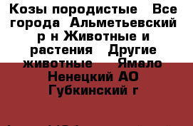 Козы породистые - Все города, Альметьевский р-н Животные и растения » Другие животные   . Ямало-Ненецкий АО,Губкинский г.